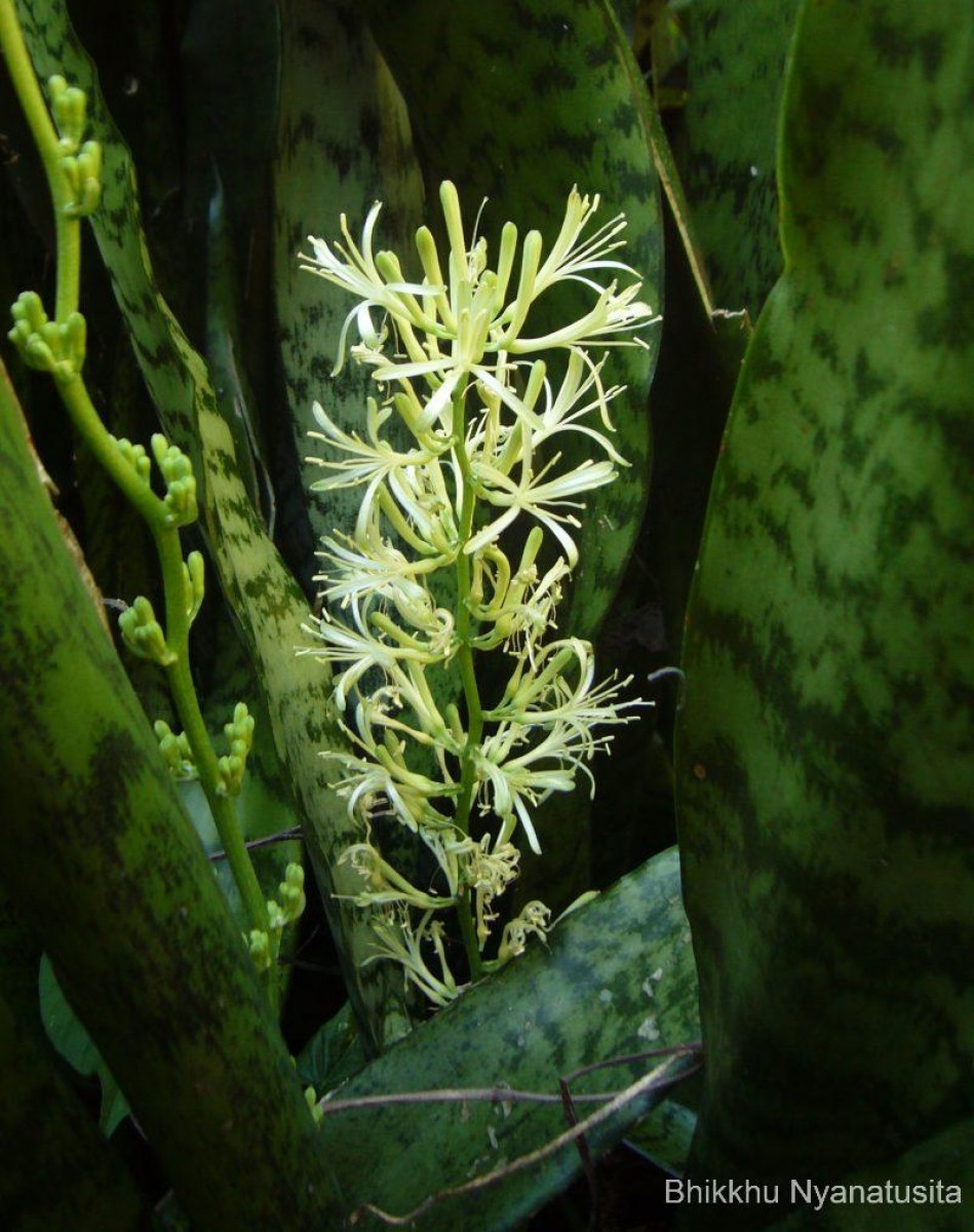 Dracaena hyacinthoides (L.) Mabb.